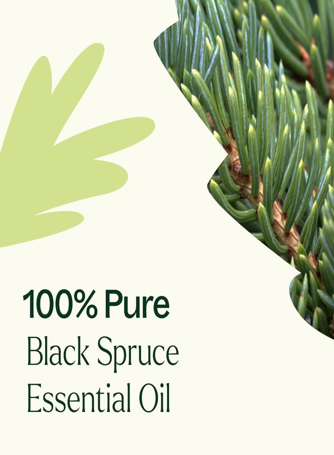 Plant Therapy Black Spruce Essential Oil 10 mL (1/3 oz) 100% Pure, Undiluted, Therapeutic Grade - Image 5